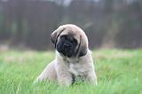 MASTIFF 084